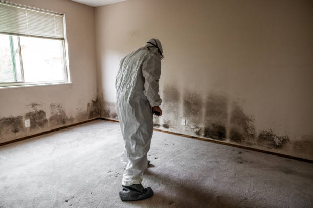 Mold Testing and Removal in Hokes Bluff, AL