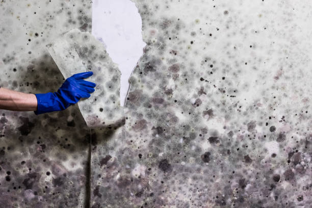 Best Mold Removal Specialists  in Hokes Bluff, AL